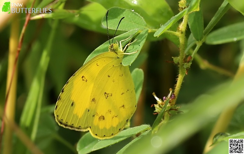 Common Grass Yellow